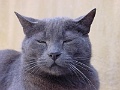 Biot Katze